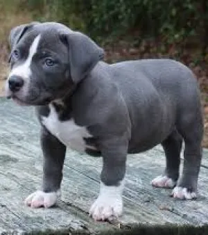 Pit bull Puppy