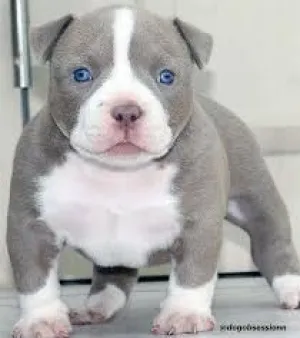 American Bully Puppy