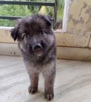 jarman shafat Puppy