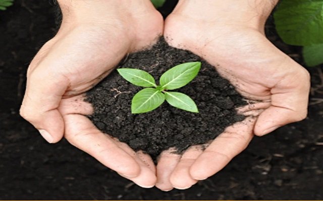 Sundried Chicken Manure Fertilizer