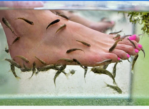 garra rufa fish