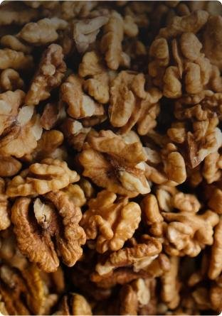 BUYING BULK WALNUT KERNELS FROM UZBEKISTAN: EXPORT BY SULTAN-AGRO