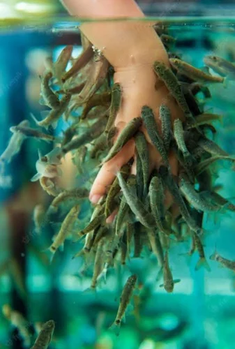 garra rufa fish