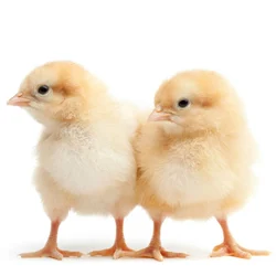 Brown Vanaraja Chicks