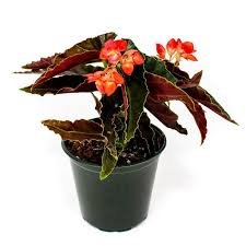 Begonia Plant