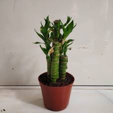 Bamboo Plant