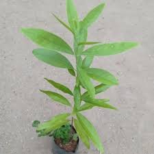 Chandan Plant