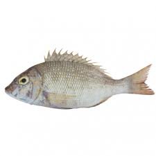 Emperor Fish