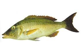 Emperor Fish