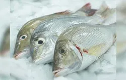 Emperor Fish