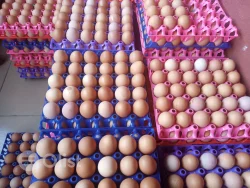 Aseel Hatching Eggs
