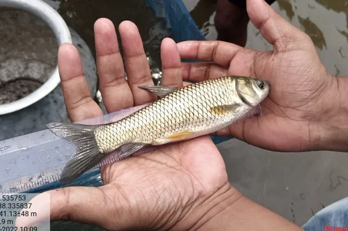 live tropical fish