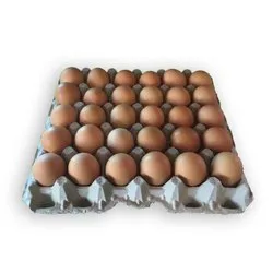 Aseel Hatching Eggs