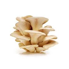 Fresh Mushroom