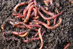 Eisenia fetida worms/Culture, Color : Red