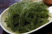 CAULERPA  LENTILIFERA