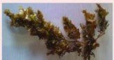 SARGASSUM  WIGHTII
