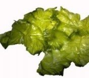 ULVA LACTUCA