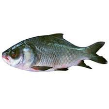 Rohu Fish