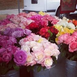 Natural Rose Flower