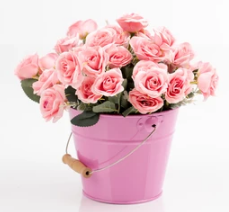 Natural Rose Flower