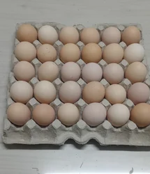 Broiler Hatching Eggs