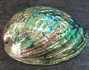 Abalone Shell