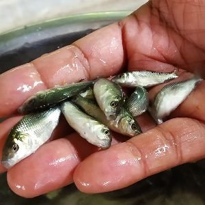 Amur Carp Fish Seed