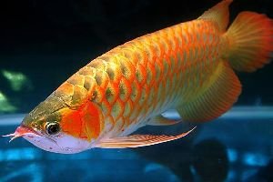 Aquarium Fish
