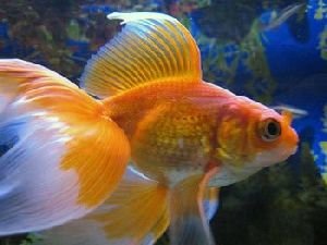 Aquarium fishes