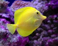 Aquarium fishes