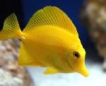 Aquarium fishes