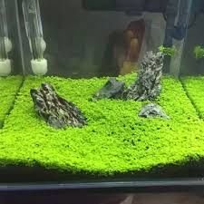 Plastic Aquarium Grass