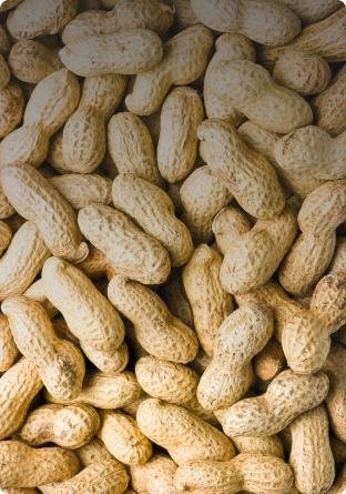 IN-SHELL PEANUTS WHOLESALE: EXPORT FROM UZBEKISTAN WITH A TRUSTED PARTNER