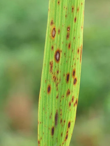 chemical fertilizers