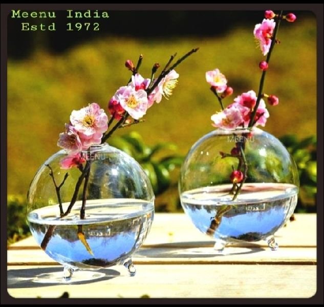 Borosilicate Glass Rose Money Plant Table Top Planter