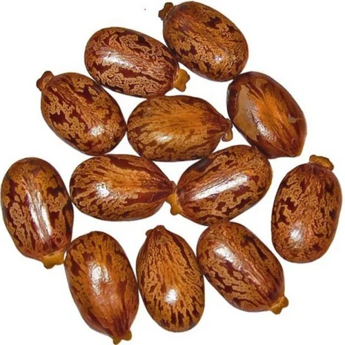 oil seeds