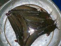 Fresh Cat Fish