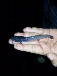 Catfish