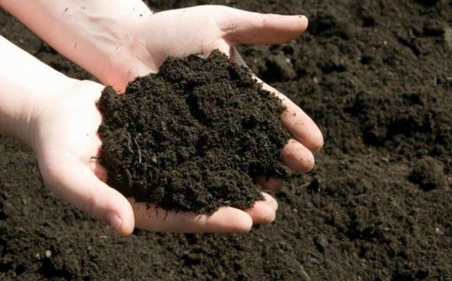 Sundried Chicken Manure Fertilizer