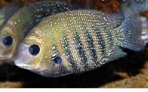 Cichlid Fish