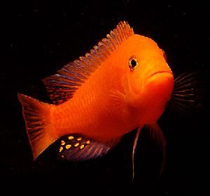 Cichlids Fish