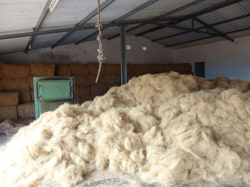 Coir Fibre