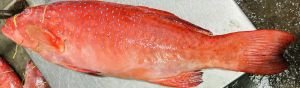 Dollar Fish