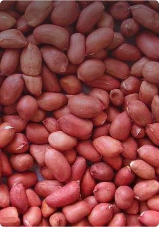 BUY PEANUT KERNELS WHOLESALE: EXPORT FROM UZBEKISTAN WITH SULTAN-AGRO