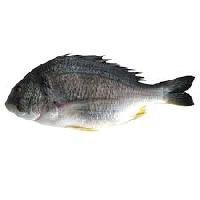 Emperor Fish