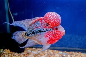 Flower horn fish