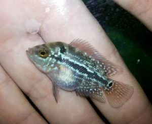 Flowerhorn Fish
