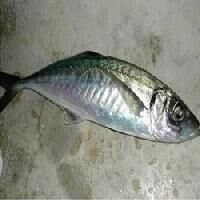 fresh chilled fish