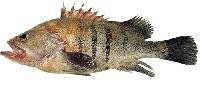 fresh grouper fish